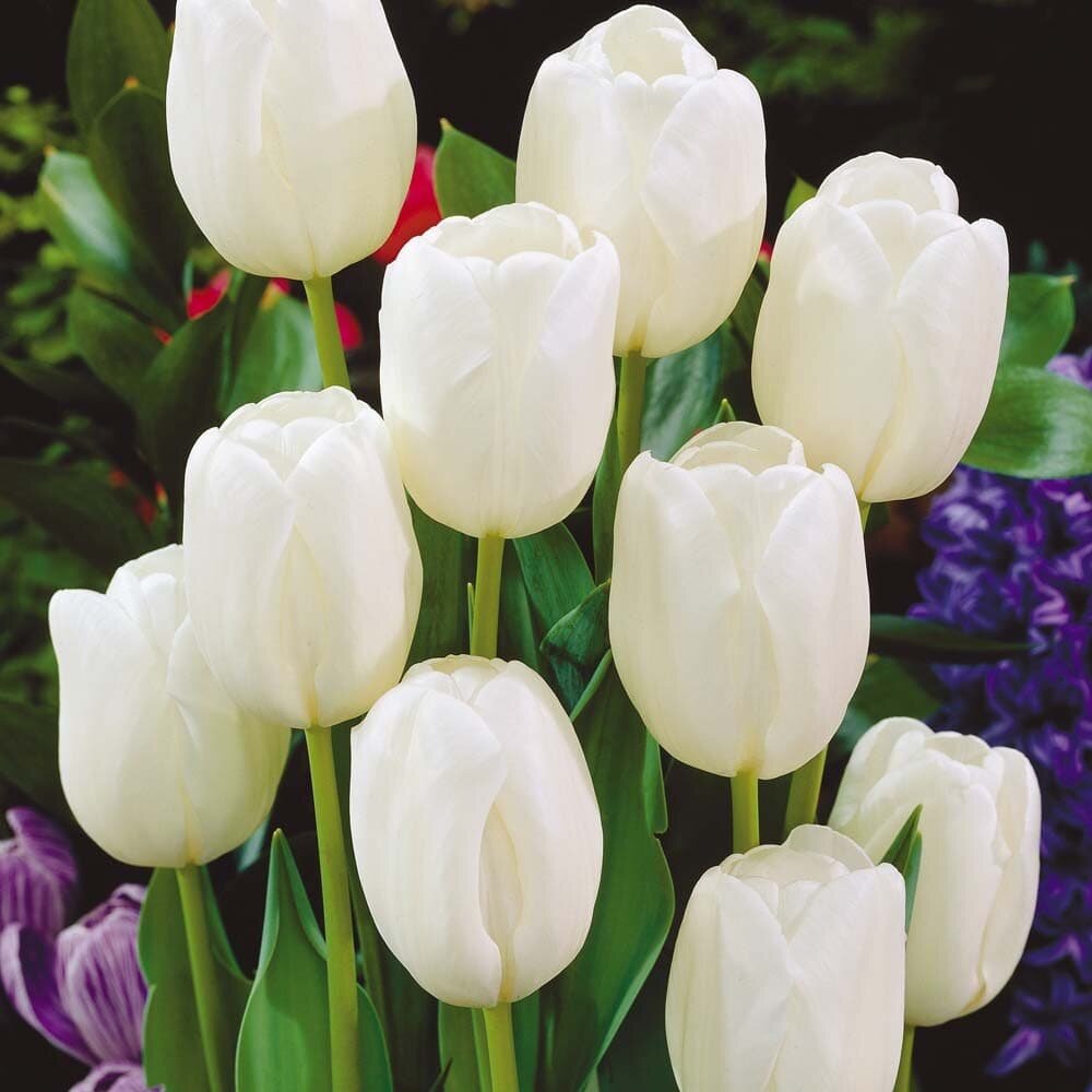 Тюльпан Уайт Принц (1 луковица). Holland Bulbs (Голландия)