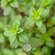 Семена Тимьян лимонный (лат. Thymus citriodorus) 25 шт от Green L...
