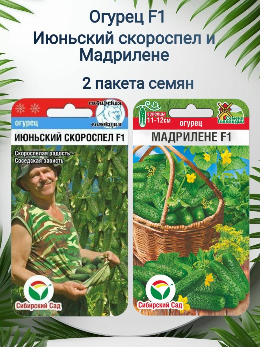 Огурец Июньский скороспел F1 и Мадрилене F1 2 пакета