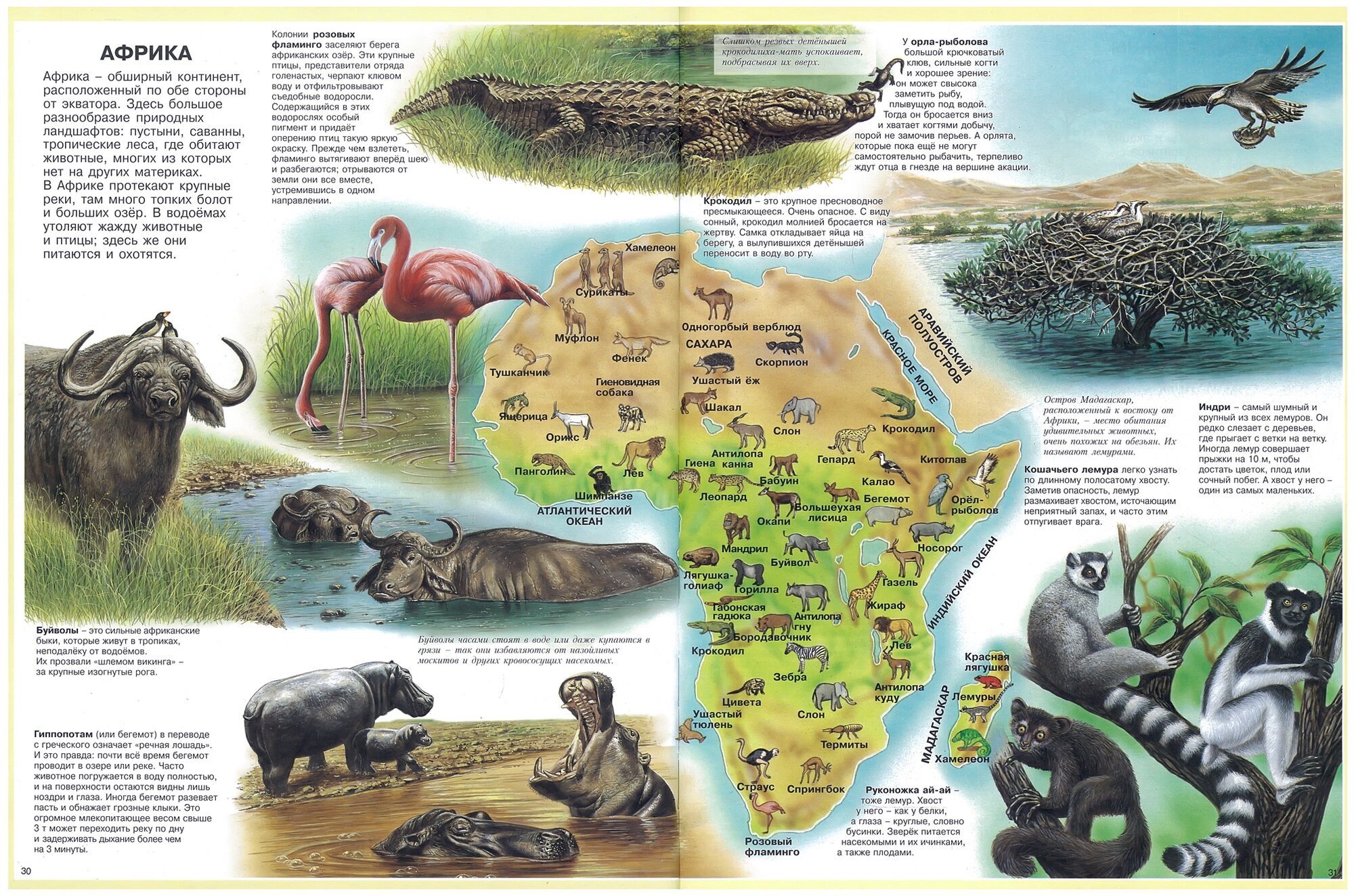 Книга Атлас животных. Детская энциклопедия - фото №5