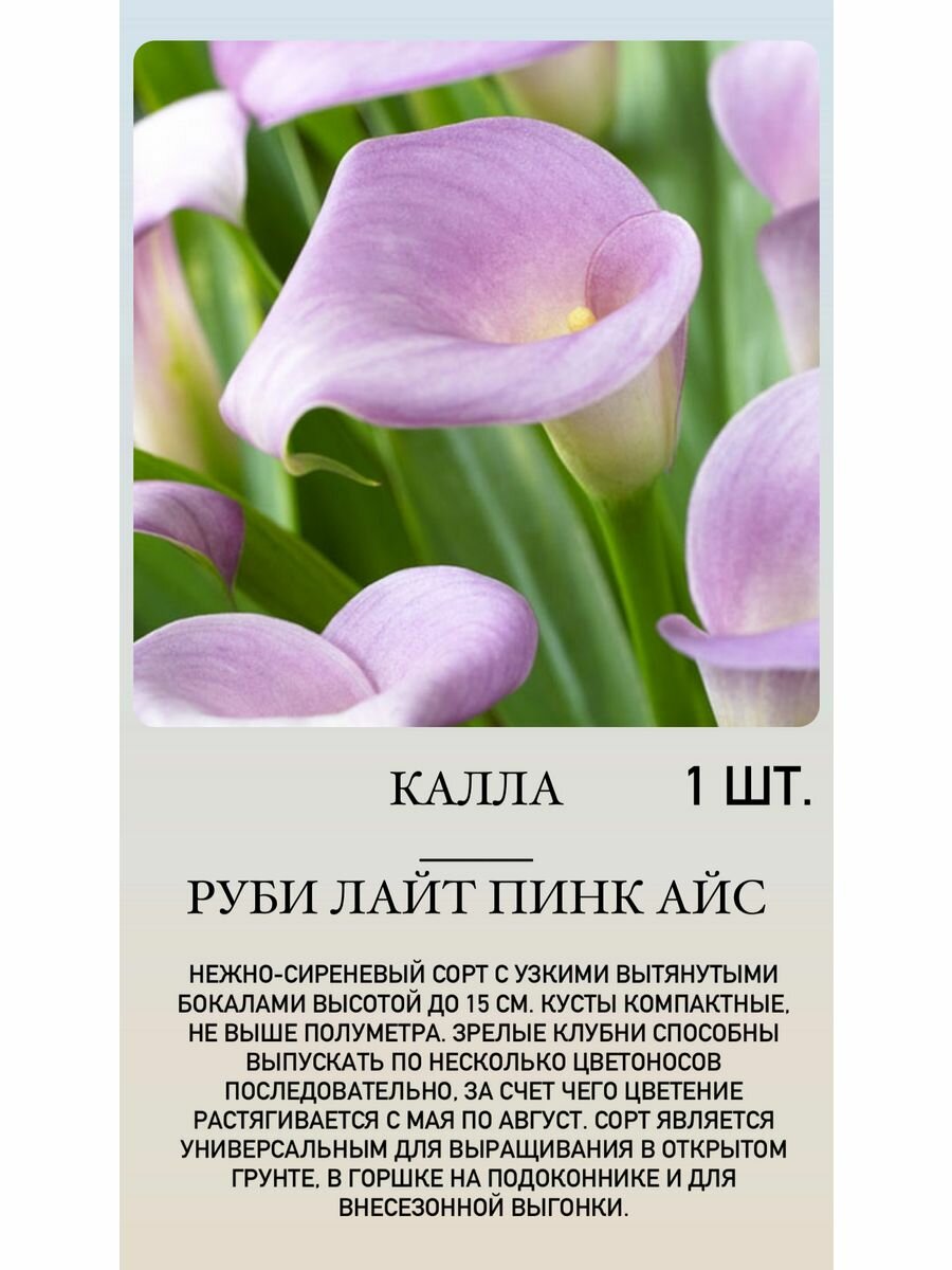 фото Каллы, луковичные растения, многолетние цветы