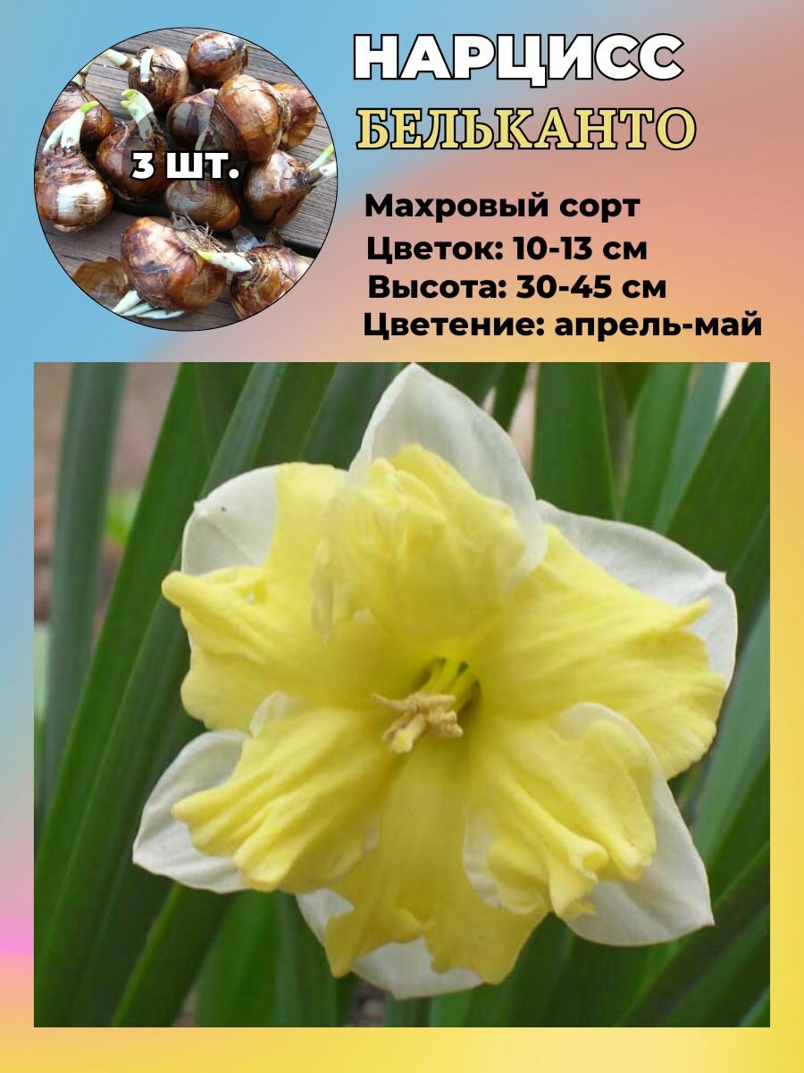 Нарцисс махровый луковицы 3 штуки