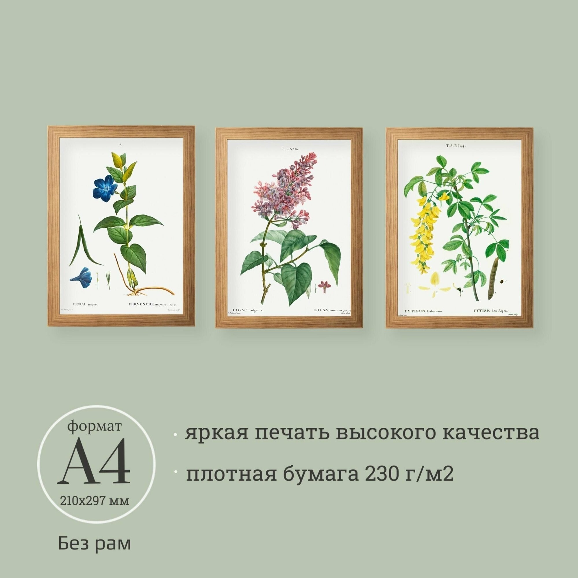 Постеры с винтажными ботаническими иллюстрациями 3 шт. А4