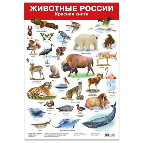 фото Плакат дрофа-медиа животные россии-2. красная книга 2987