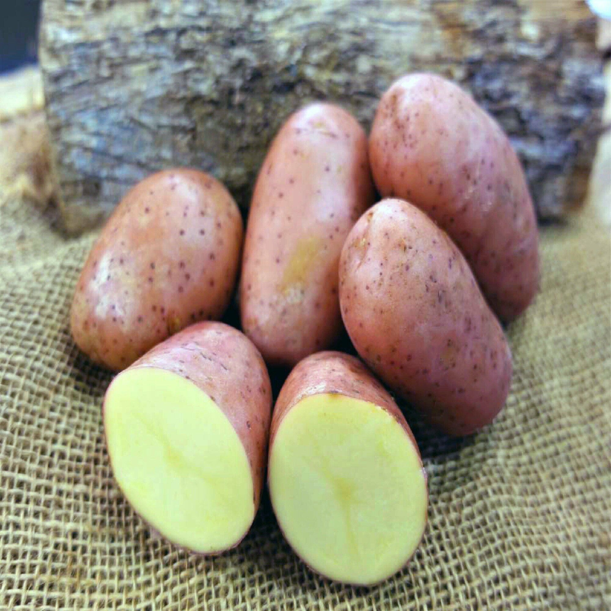 Ред Скарлет, семенной картофель, 2 кг, ранний сорт голландской селекции, высокая и стабильная урожайность, продолжительный период хранения, прекрасный вкус при жарке и в супах