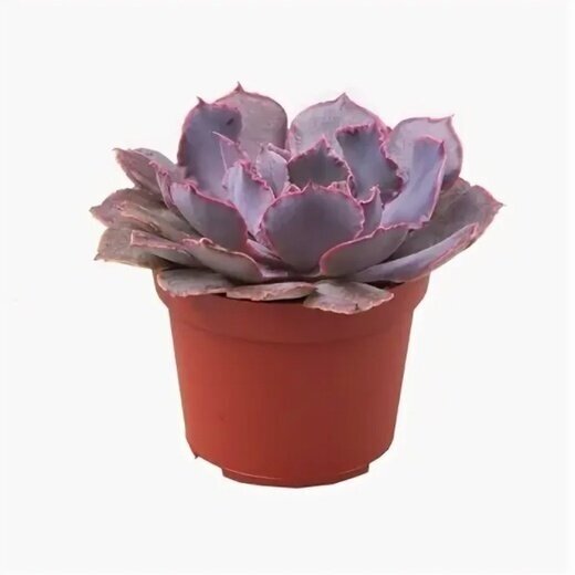 Эхеверия шавиана Пинк Фриллс (Echeveria Shav.Pink Frills) D5