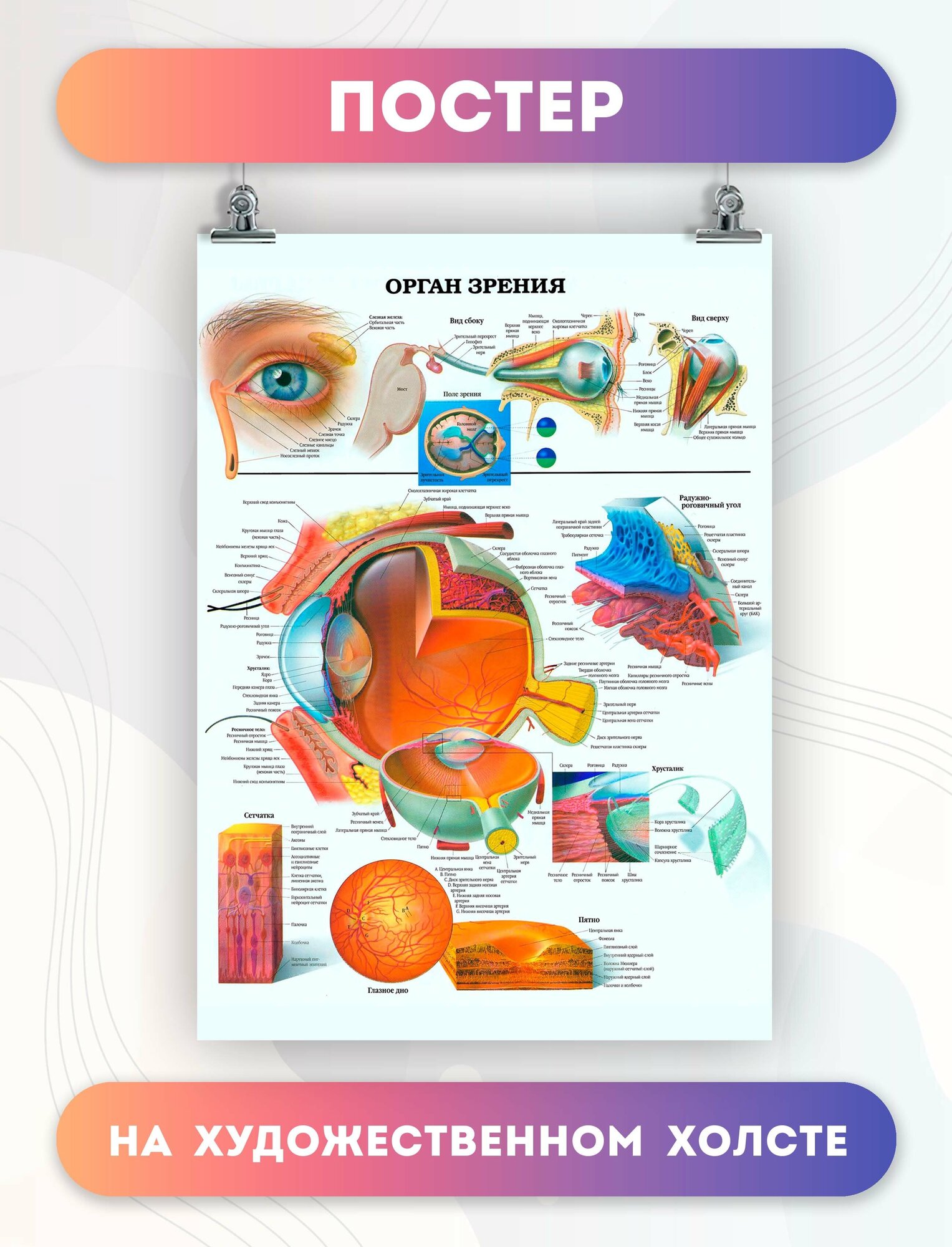 Постер на холсте анатомия глаза биология (2) 30х40 см