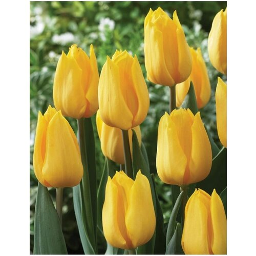 Луковицы тюльпанов Novi sun (3 шт.) фракция 14/+