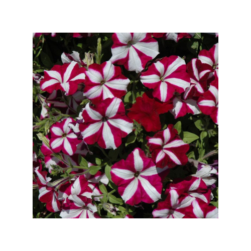 Семена Петуния ампельная 