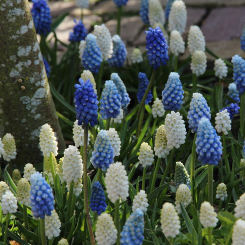 комбинированный, разноцветный