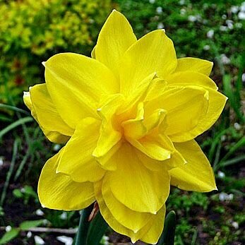 Нарцисс Голден Дукат 5шт