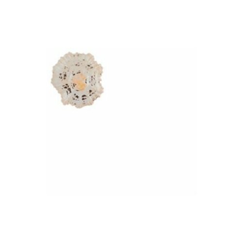 Флористика Blumentag DRF-011 Ракушки декор. 100 г ± 5 г Patella Sacharina ареал обитания куряев ш
