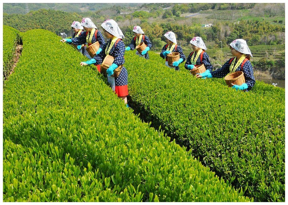 Японский зеленый чай Сенча ( SENCHA GREEN TEA) - фотография № 2