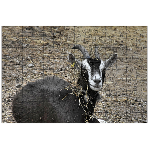 фото Магнитный пазл 27x18см."козел, рога, сельскохозяйственное животное" на холодильник lotsprints