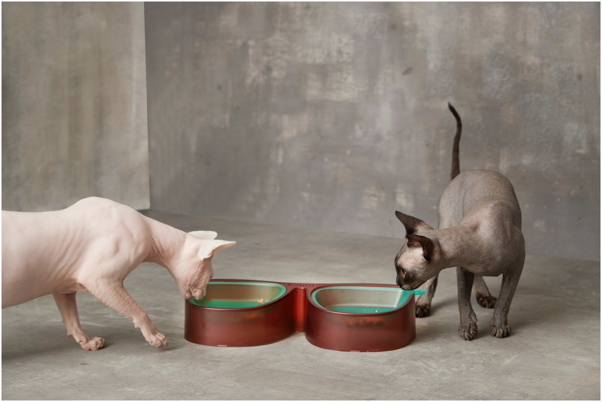 Миска Cozy&Dozy для кормления кошек и собак / миска для животных двойная на подставке / миска съемная для корма и воды - фотография № 9