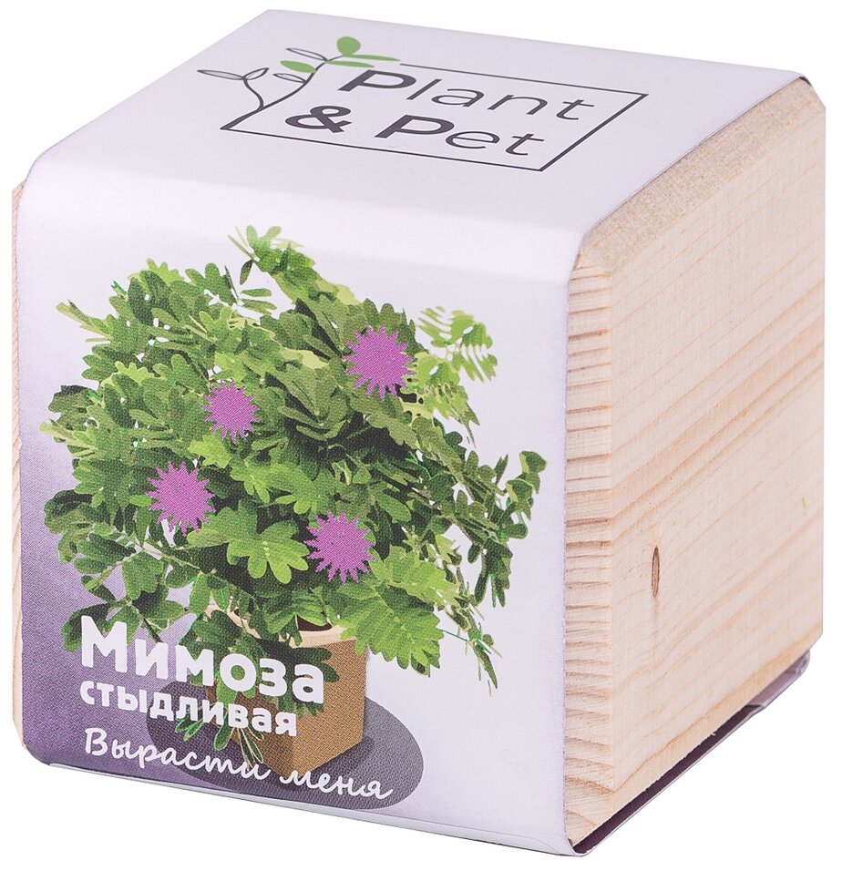 Набор для выращивания Pipwood Plant and Pet. Мимоза стыдливая