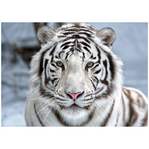 Белый тигр - Виниловые фотообои, (211х150 см)