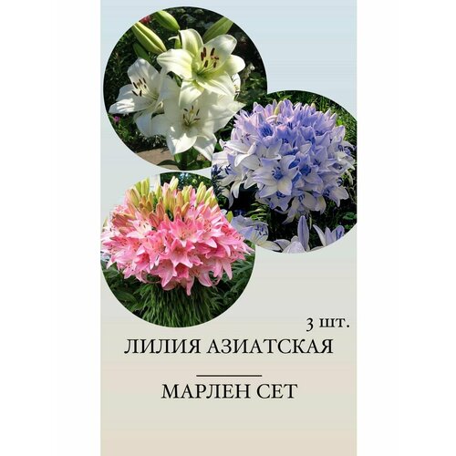 Лилия луковицы многолетних цветов