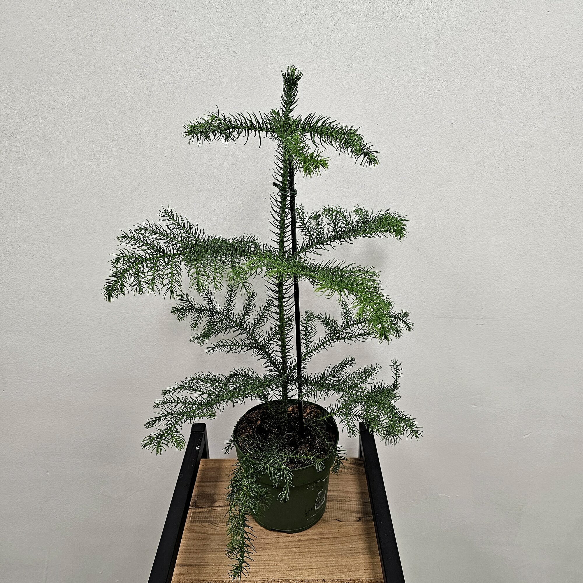 Араукария хетерофилла живое растение, диаметр горшка 14 см, комнатные растения живые, цветы в горшках живые, комнатные цветы