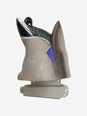 Селезень кряква чучело ныряющее утиный хвост