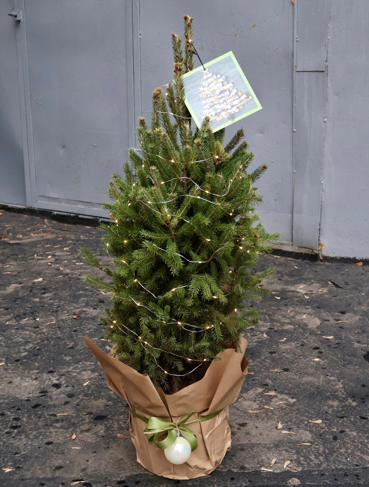 Канадская ель Супер Грин (Picea glauca “Super Green”) (D-28 / H-70)