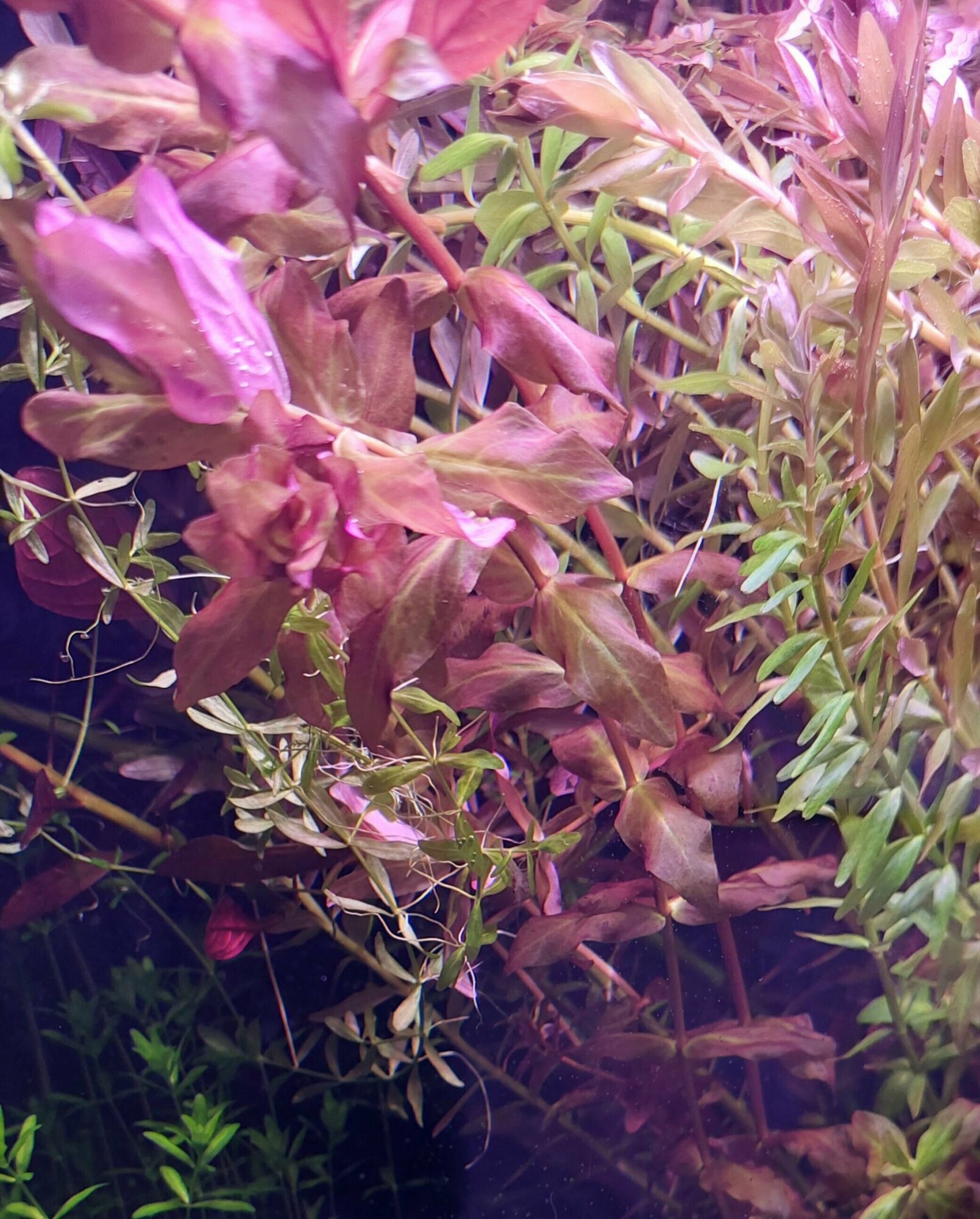 Ротала макрандра (Rotala macrandra)2 веточки от 10 см/ королевский красный/Живые аквариумные растения - фотография № 2