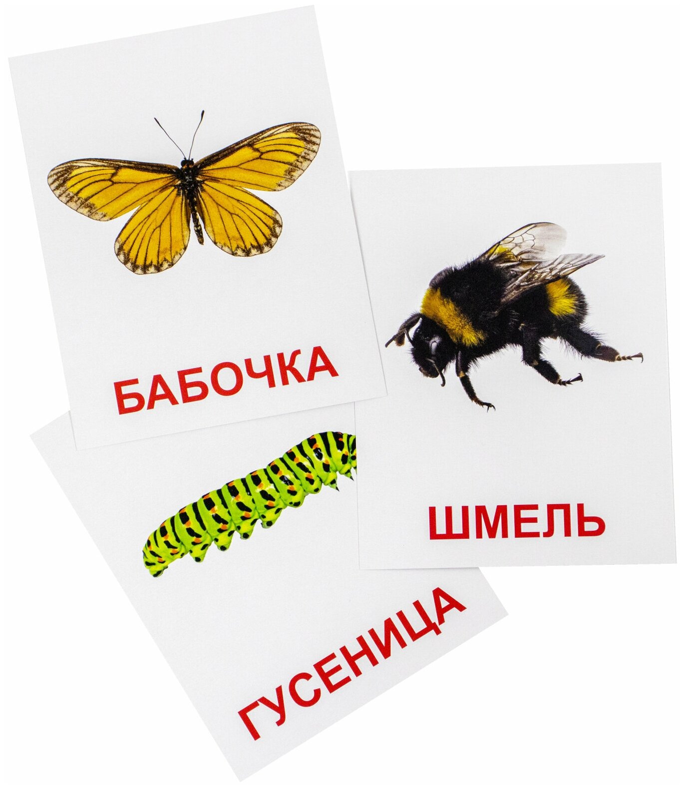 Карточки домана насекомые картинки для печати