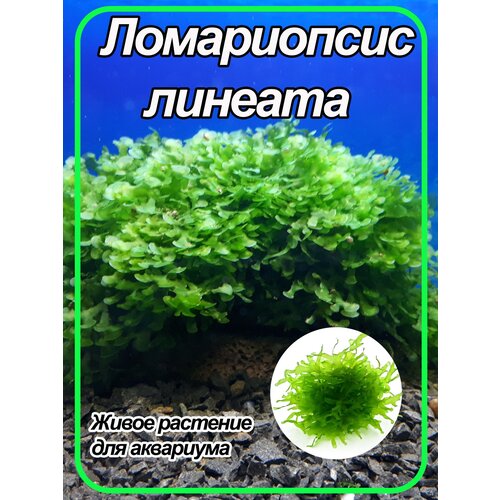 Ломариопсис линеата (Lomariopsis lineata). Живое аквариумное растение.