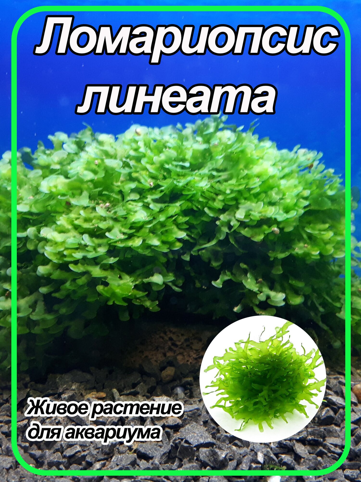 Ломариопсис линеата (Lomariopsis lineata). Живое аквариумное растение. - фотография № 1