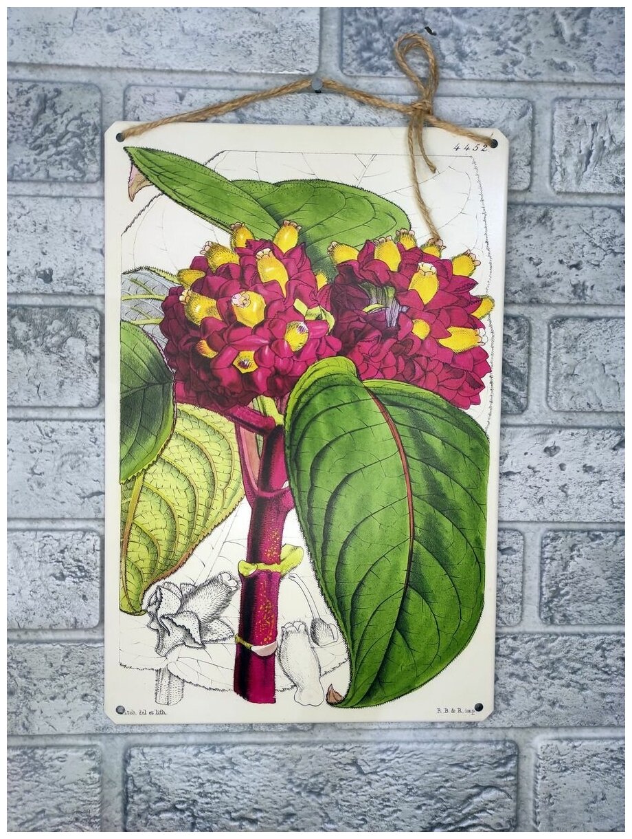 Ботаника все виды растений. Табличка металлическая картина на жести декор интерьера плакат постер подарок