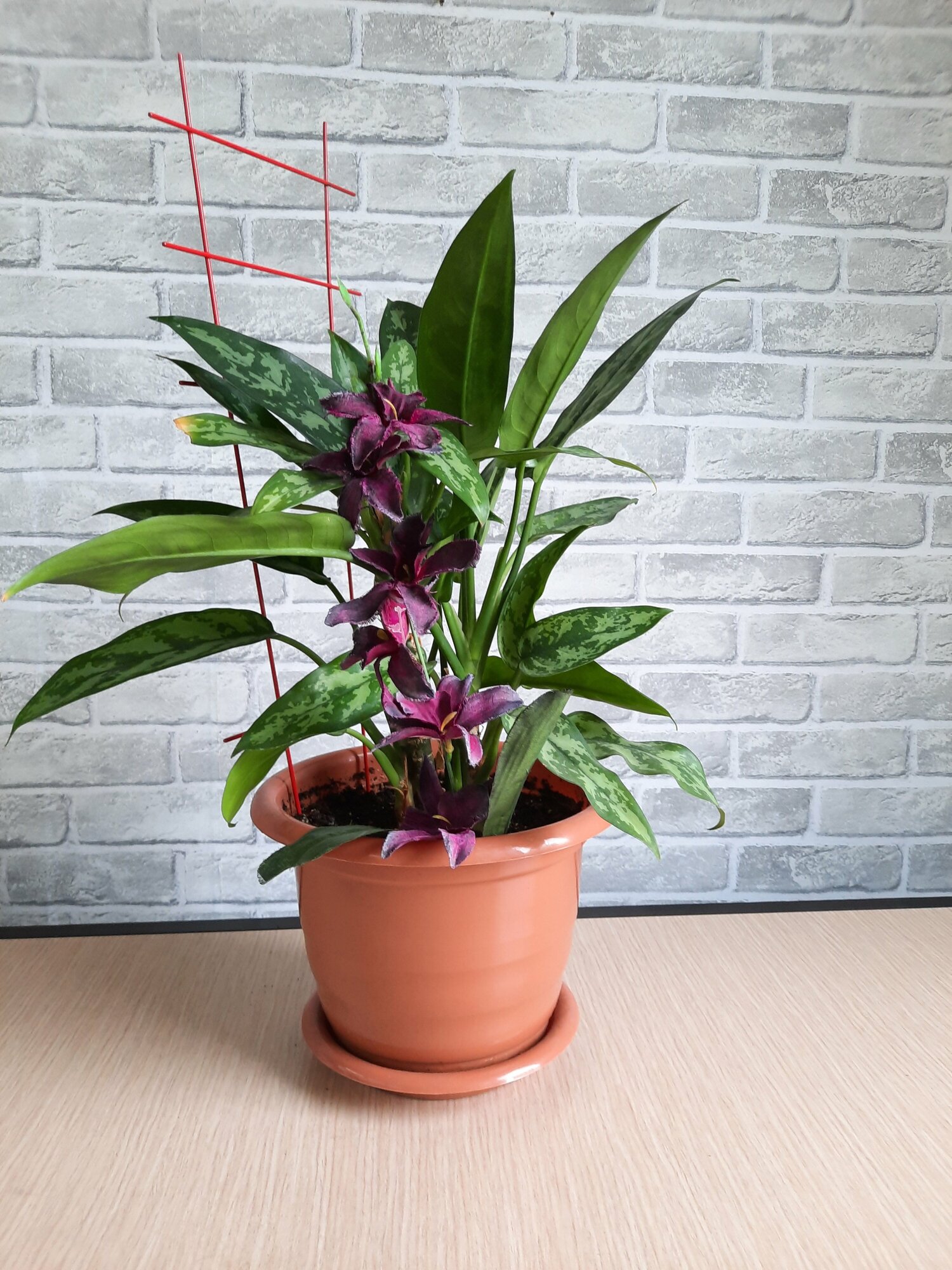 Шпалера (опора) для комнатных растений антикоррозийная цвет красный высота 50 см, ширина 18 см - фотография № 4