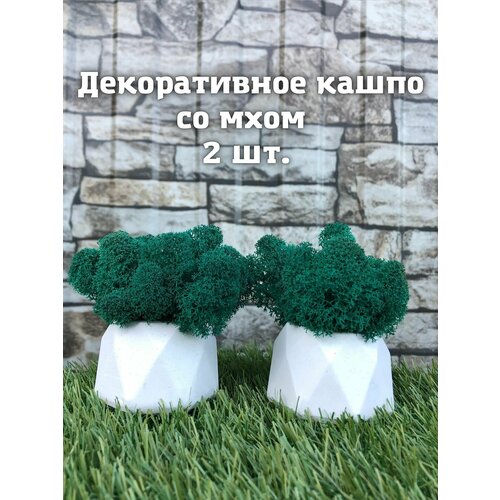 Кашпо со стабилизированным мхом 2 шт. / Изумрудный мох ягель / Скульптурный белый гипс / Декор для дома / Настольное украшение