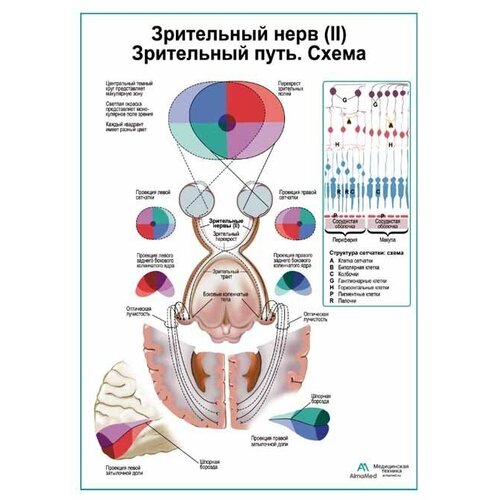 Зрительный нерв (II) Зрительный путь. Схема плакат, глянцевая фотобумага от 200 г/кв. м, размер A1+