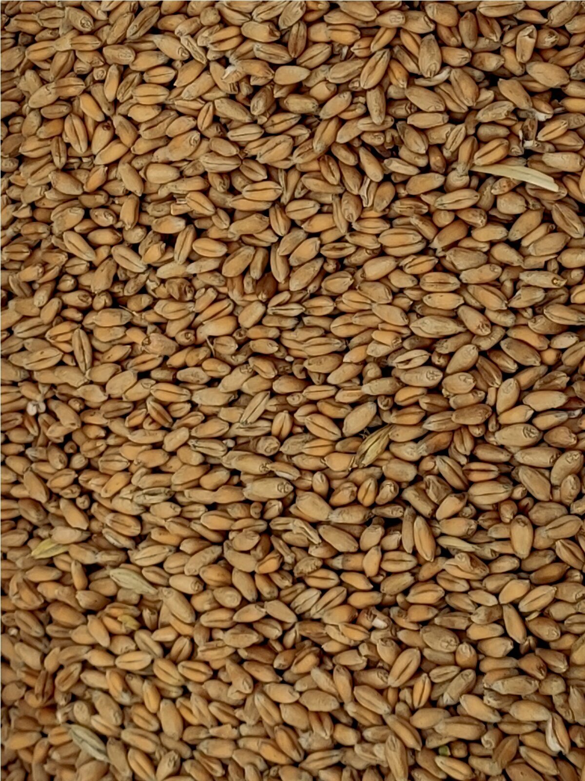 Пшеница 5кг - фотография № 3