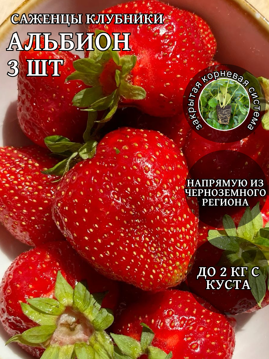 Клубника Саженцы 