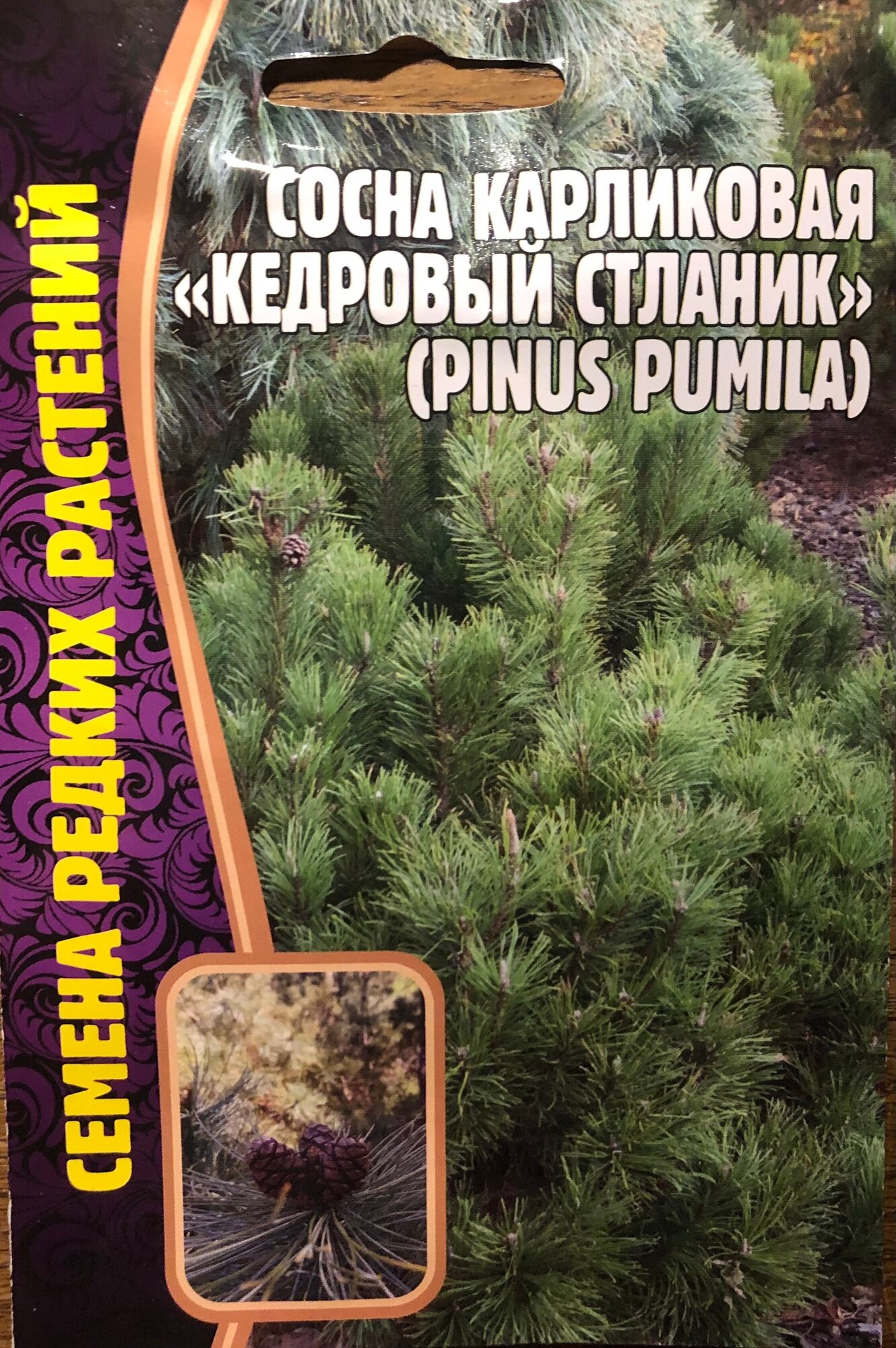 Семена Сосны карликовой "Кедровый стланик" (Pinus pumila) (5 cемян)