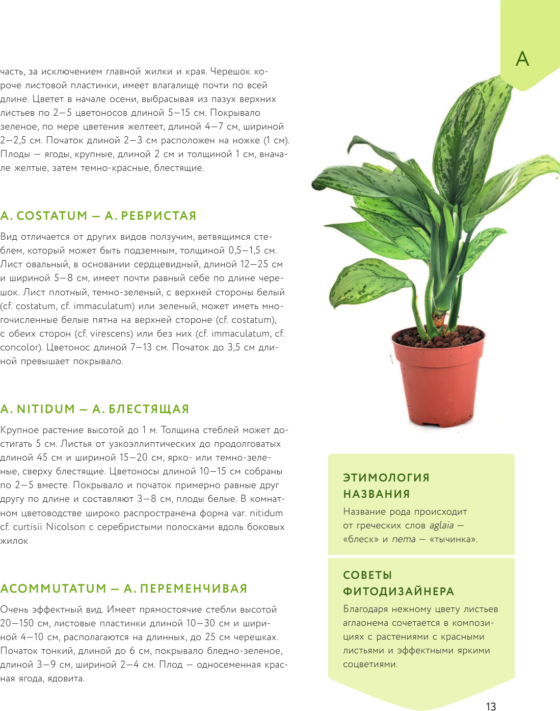 Зеленый оазис. Комнатные растения от А до Я - фото №14