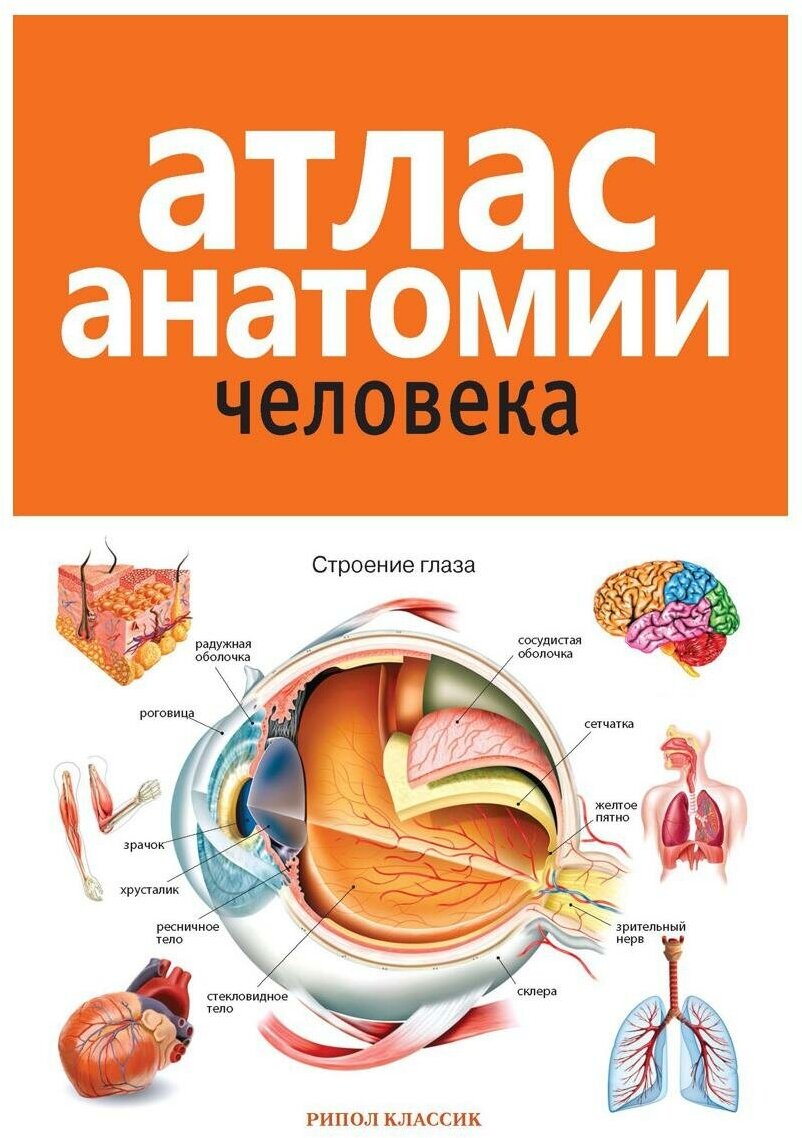 Атлас анатомии человека. 2-е изд, доп. и перераб