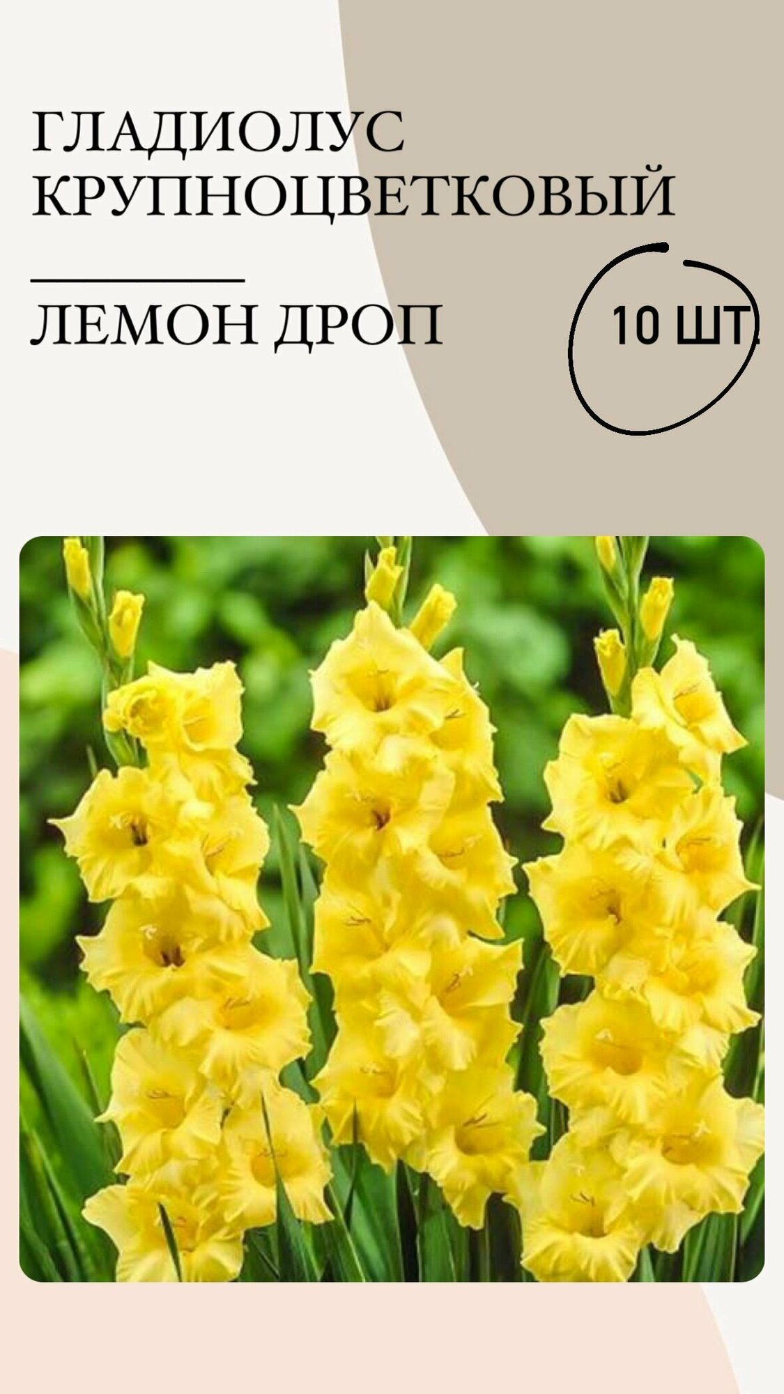 Гладиолус крупноцветковый Лемон Дроп, луковицы многолетних цветов