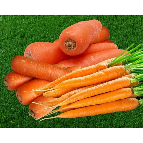 Коллекционные семена моркови пять Невест смесь
