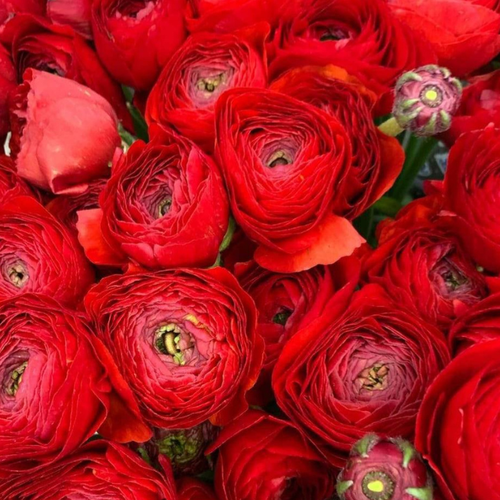 Лютик Садовый Ранункулюс Красный 10 шт 465₽
