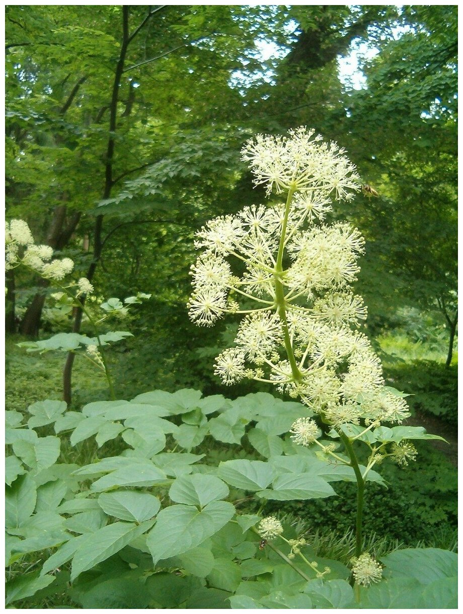 Семена Аралия маньчжурская (Aralia mandshurica), 10 штук