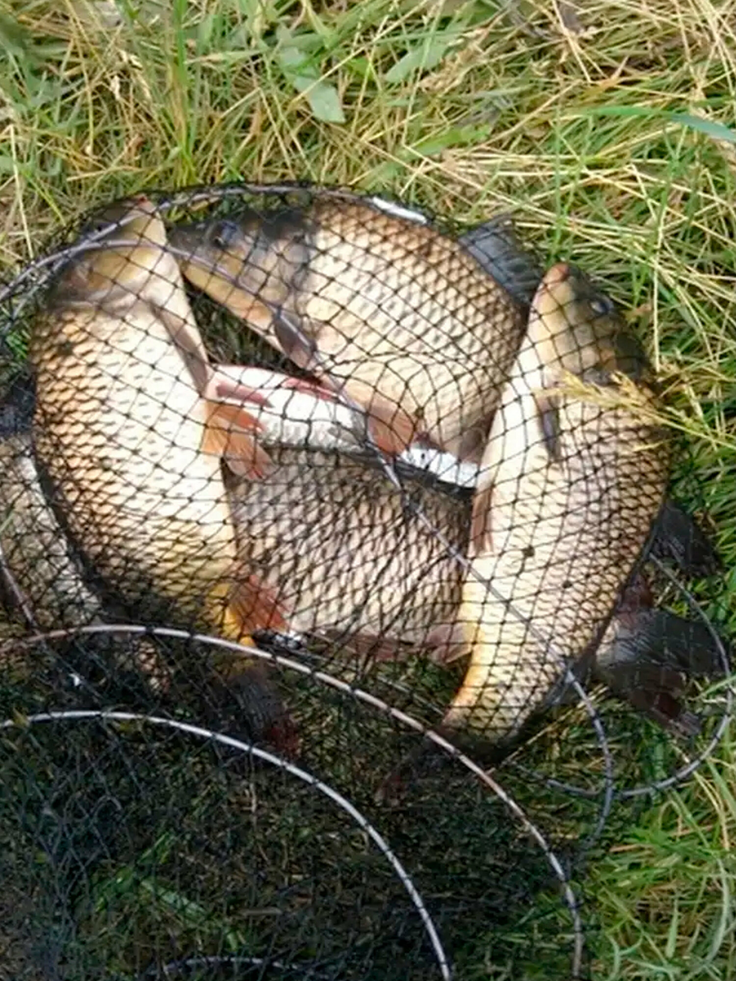 Садок рыбаловный в чехле