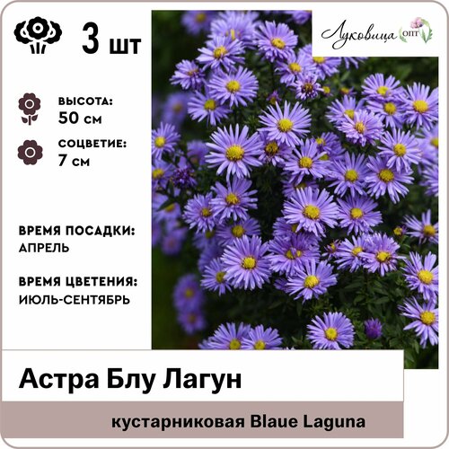 Астра кустовая Блу Лагун (Blaue Laguna), корни 3шт, Голландия