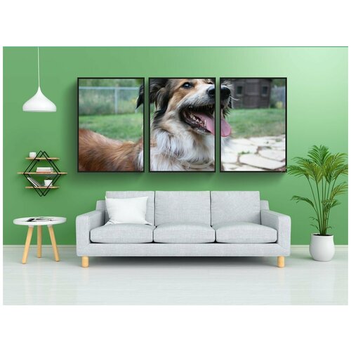 фото Набор модулных постеров для интерьера "австралийская овчарка, бордер-колли, золотистый ретривер" 60x90 см. в тубусе, без рамки lotsprints