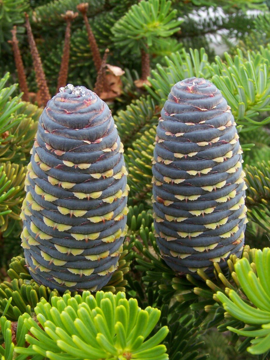 Семена Пихта корейская (Abies koreana), 20 штук — фото 1