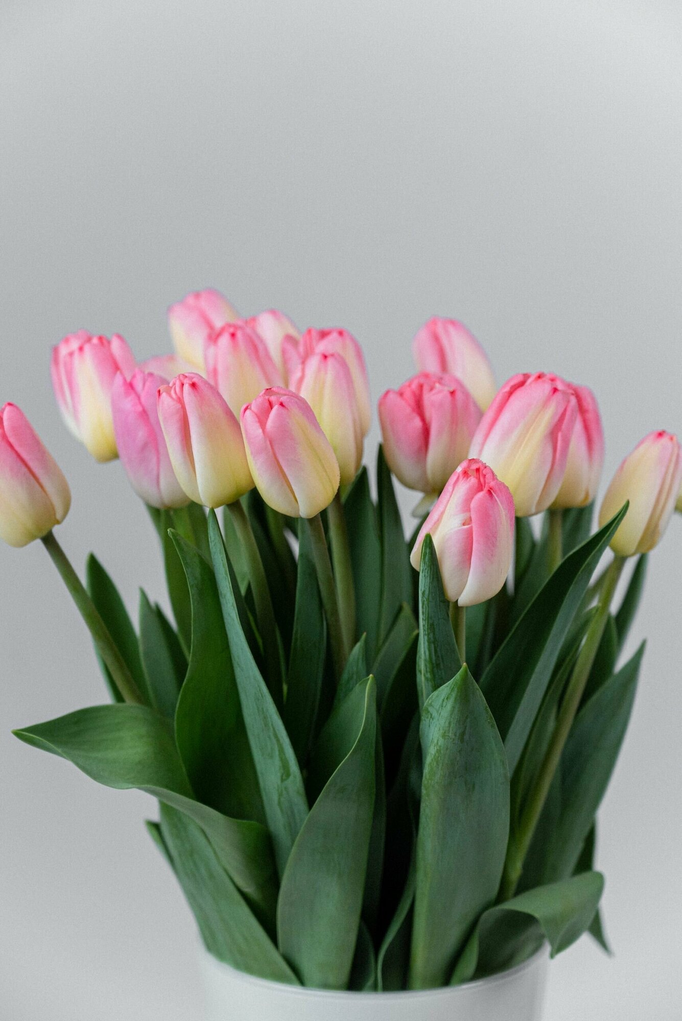 Луковицы цветов тюльпанов 20 штук - фотография № 6
