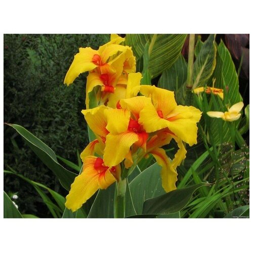 Канна Карликовая 