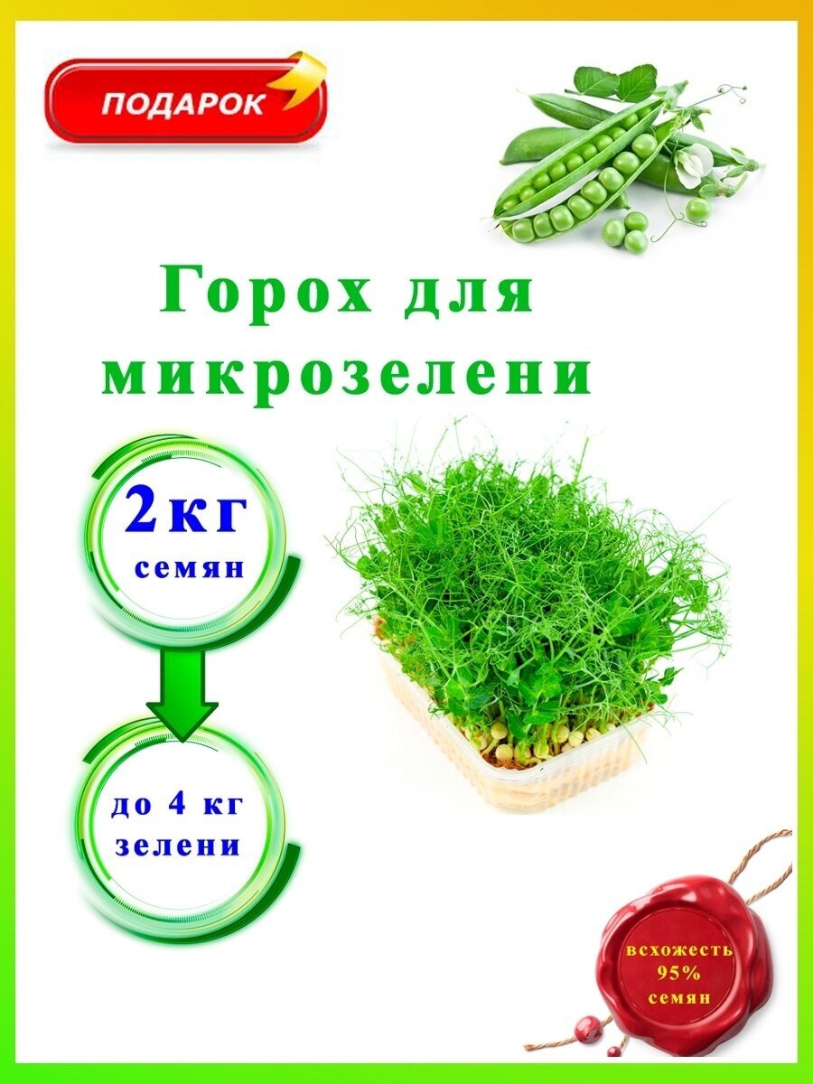 Горох для проращивания для микрозелени - фотография № 1