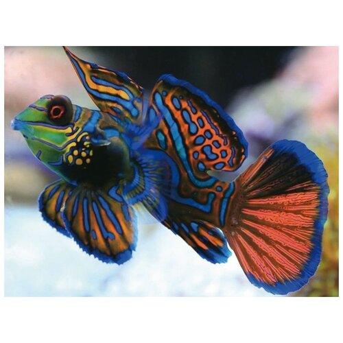 Картина-открытка мозаикой 15х20 радужная рыбка (13 цветов)